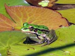 Pelophylax fukienensis