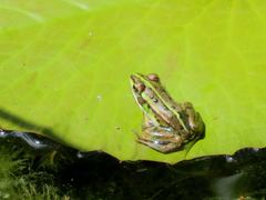 Pelophylax fukienensis