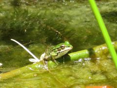 Pelophylax fukienensis