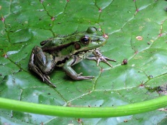 Pelophylax fukienensis