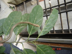 Psammophis leithii