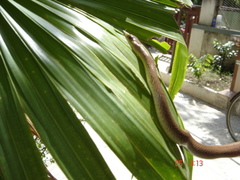 Platyceps plinii