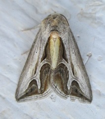 Cuneisigna rivulata