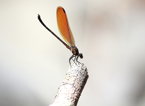 Euphaea lara