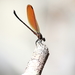 Euphaea lara - Photo (c) Deny Wahyudi, some rights reserved (CC BY-NC), uploaded by Deny Wahyudi