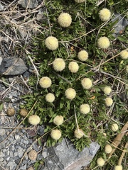 Leptinella pyrethrifolia