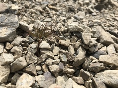 Anisotome filifolia
