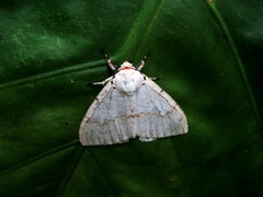 Lymantria xylina