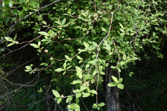 Olearia fragrantissima