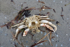 Ovalipes australiensis