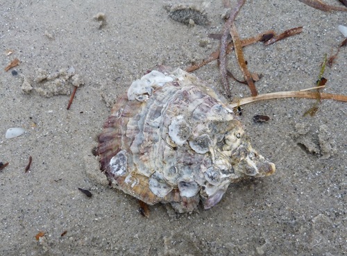 Southern Flat Oyster, photo 3 of 10