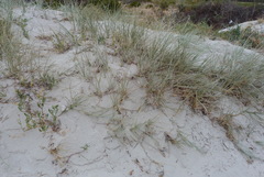 Spinifex hirsutus