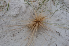 Spinifex hirsutus