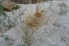 Spinifex hirsutus