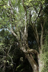 Olearia fragrantissima