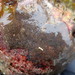 Jelly Crust Tunicate - Photo (c) sallystewartmoore, some rights reserved (CC BY-NC)