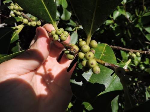 Image of Ilex theezans by (c) Fabrício Mil Homens Riella, some rights reserved (CC BY)