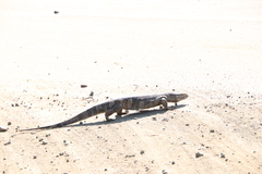 Varanus albigularis