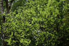 Olearia fragrantissima