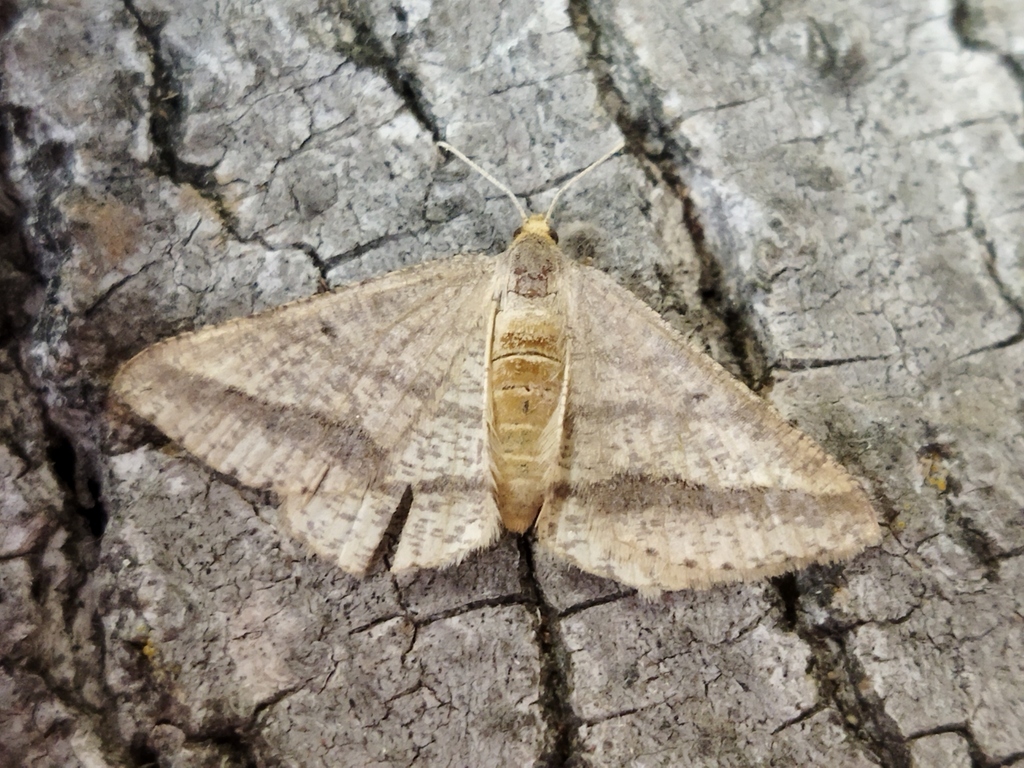 Tephrina arenacearia