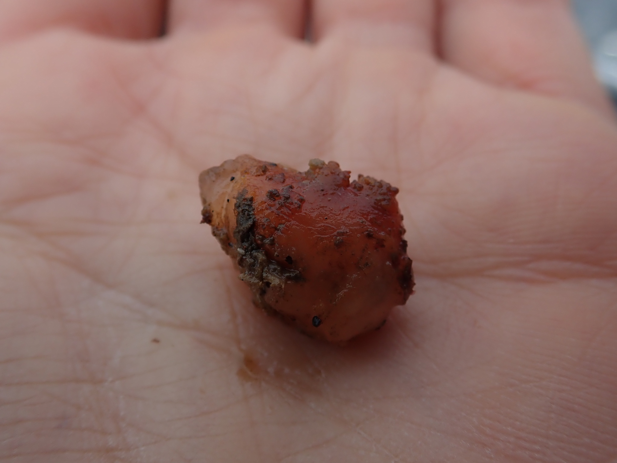 Asterocarpa humilis (Heller, 1878)