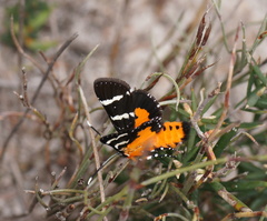 Hecatesia fenestrata
