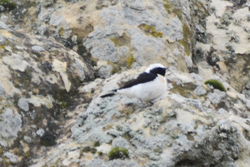 Collalba rubia oriental (Oenanthe melanoleuca)
