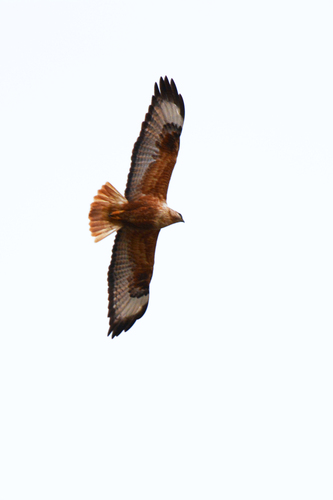 Busardo moro (Buteo rufinus)