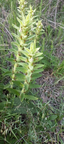 Ajuga laxmannii