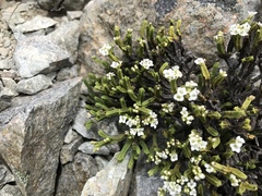 Veronica tetrasticha