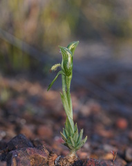 Pterostylis tasmanica