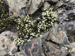 Veronica tetrasticha