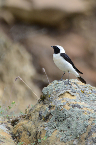 Collalba rubia oriental (Oenanthe melanoleuca)