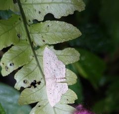 Idaea trisetata