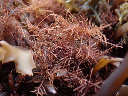 Ahnfeltiales
