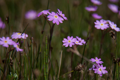 Primula nutans