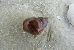 Phasianella australis
