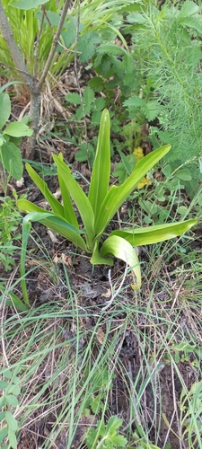 Lady Orchid