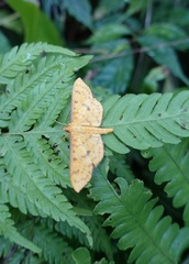 Endocrossis caldusalis