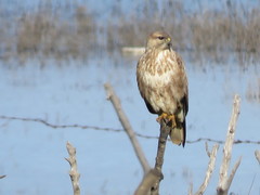 Buteo rufinus cirtensis
