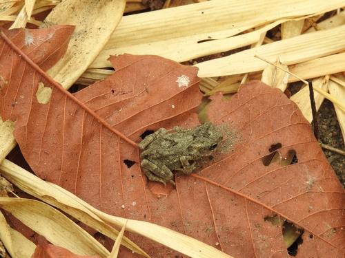 Ingerophrynus macrotis, 2023-05-21