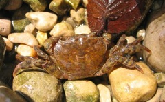 Potamon ibericum