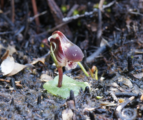 Corybas fordhamii observed 2011-09-25