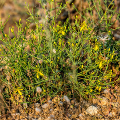 Hypericum triquetrifolium