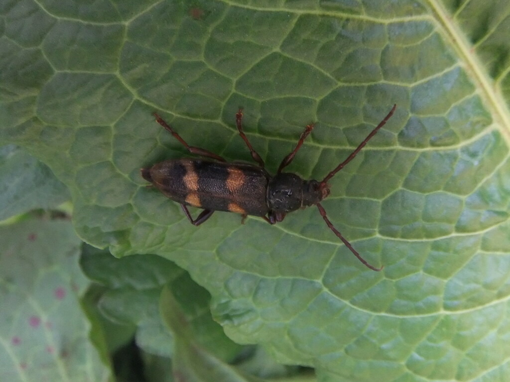Semanotus japonicus in April 2012 by hakkahamushi · iNaturalist