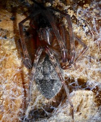 Desidae
