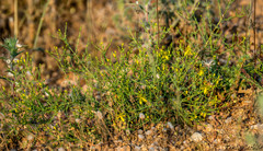 Hypericum triquetrifolium