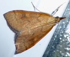 Mnesictena flavidalis