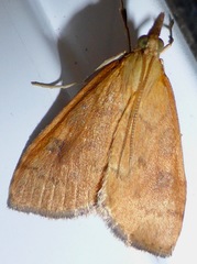 Mnesictena flavidalis