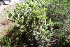 Adenanthos sericeus